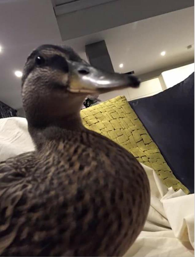 MutualFM's tweet photo. Sad day at @MutualFM as @PancakeDuck the office duck has finally flown the nest! She's promised to send a postcard 🐣 http://t.co/spAMbIaovb