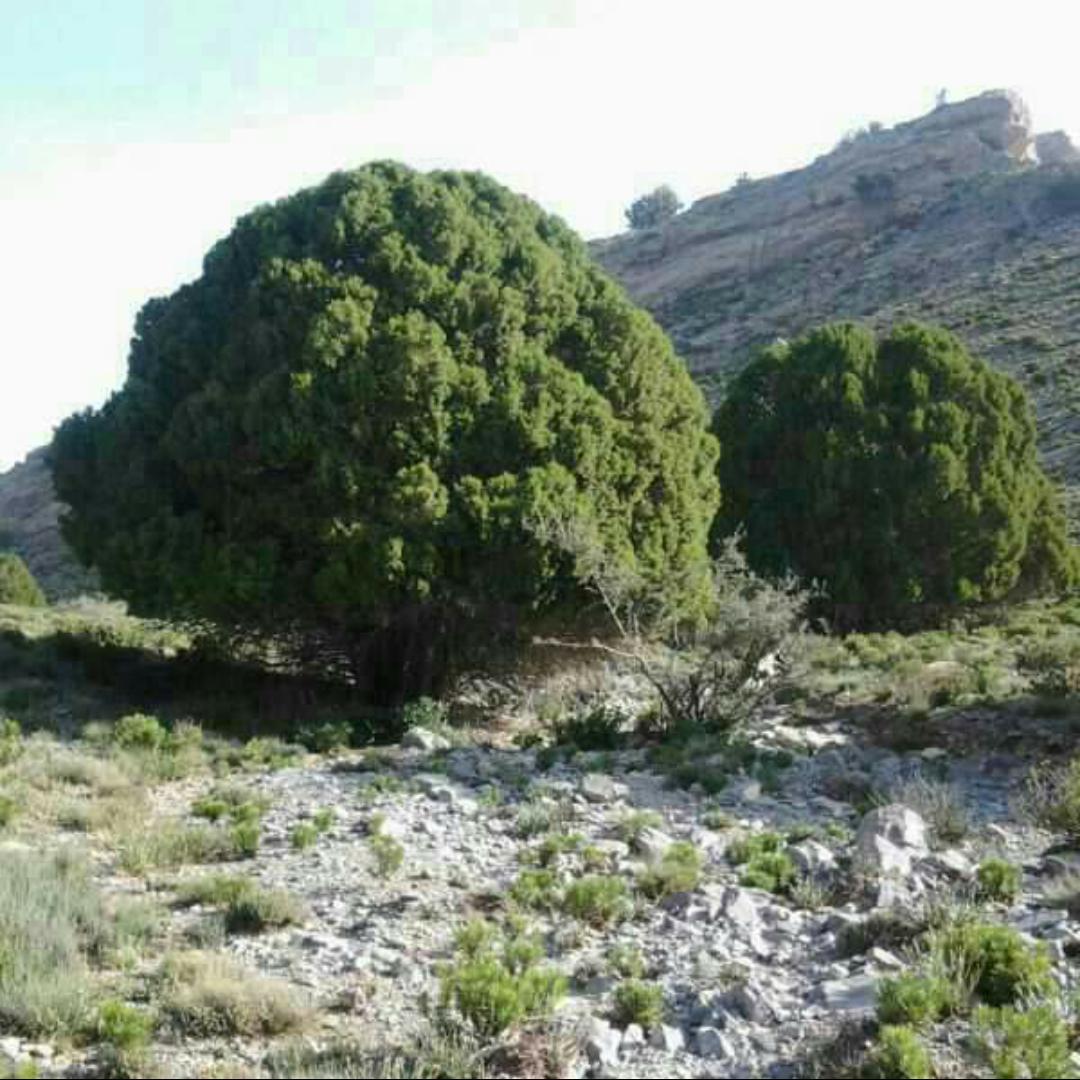 شجره العلعلان ذات الرائحه الزكيه تشرح صدور من يقترب منها فسبحان من جعل عطر الجبال بهذه الشجره الطيبه.
جبل شمس