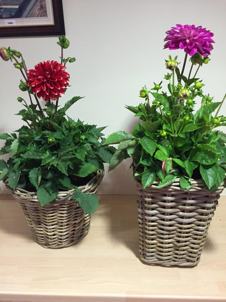 Dahlia planters available from <a href="/NURSERYFRESH/">Nursery Fresh Plants</a> on the webshop from today!