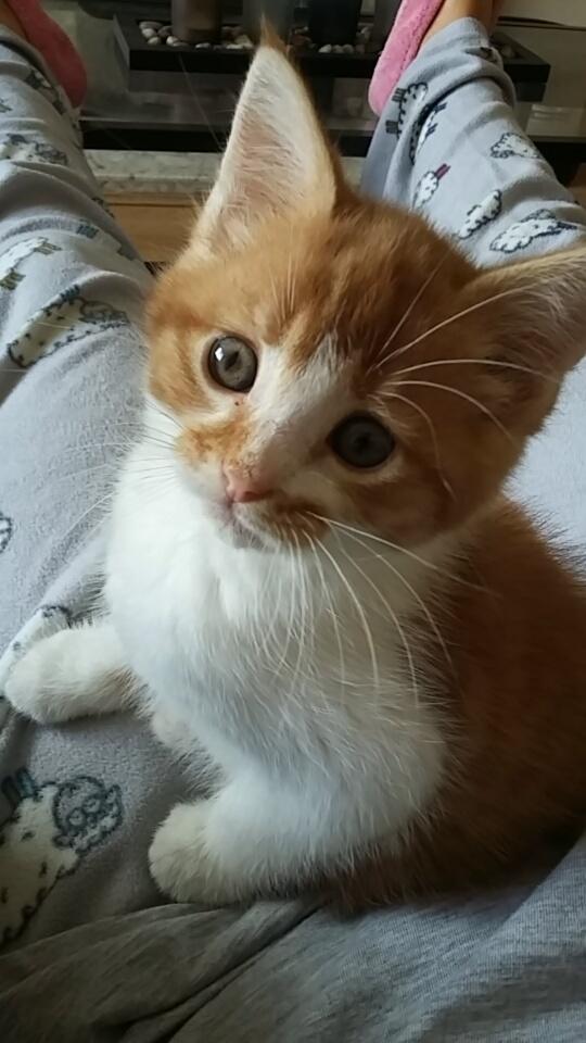 shannanhowell28's tweet photo. Pure perfection 😍 #mybaby #itsbuddy #cutiepie #love http://t.co/68U8HF6tmg