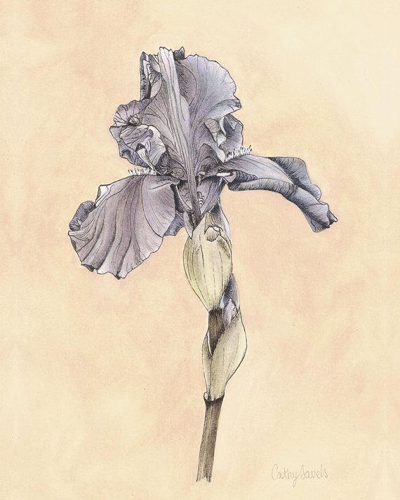 CathySavels_Art's tweet image. Purple Iris Vintage Look Botanical Print etsy.me/13TSPyi #art #botanical #interiordesign