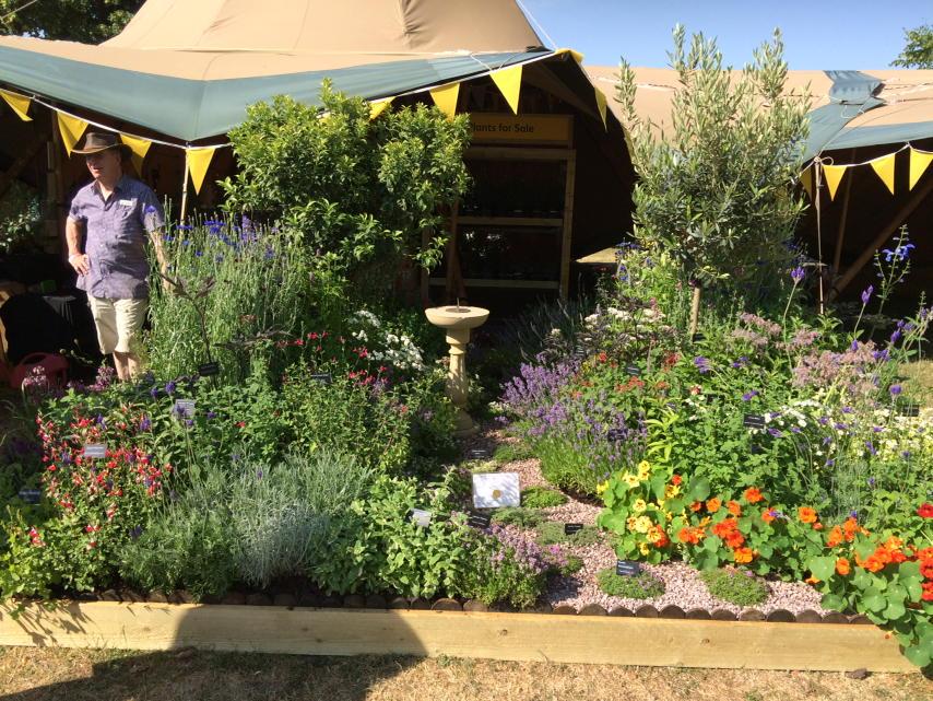 Glorious morning at #rhshampton and @hooksgreenherbs stand looking stunning as always