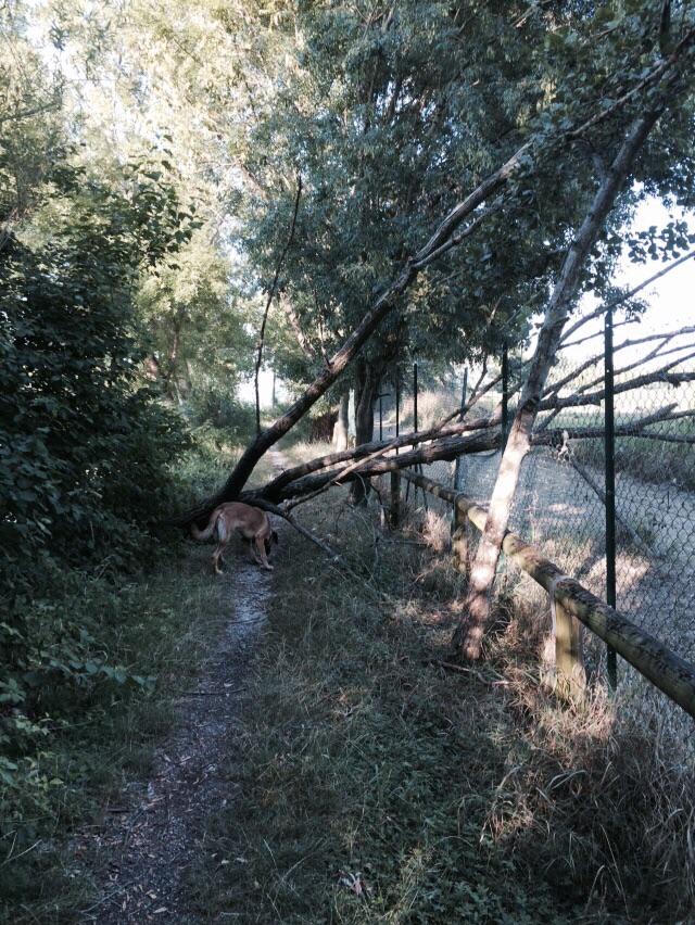 gazzettamantova's tweet photo. Ecco come a #Mantova si presenta la cilcabile sul lago tra Belfiore e Angeli http://t.co/laCOcFVyNm
