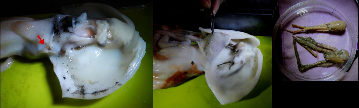 A photo from marine biology field trip. Have anyone else seen a lobster (probably parasitic) in a octopus?