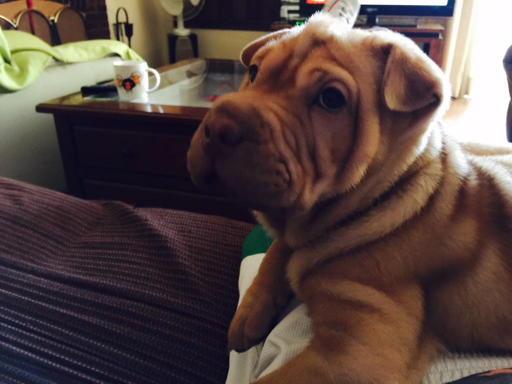 cazorla599's tweet photo. 🐶😍 http://t.co/4paSOYzTSQ