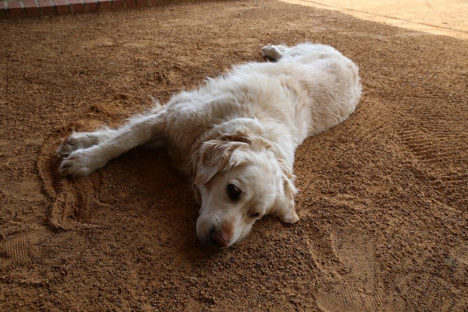 lachatfh's tweet photo. Meet Chablis.
The farm's Golden Retriever. She has got a BIG heart &amp; BIG Personality #franscHHoek #lachatfh http://t.co/9WEiJZLRRb