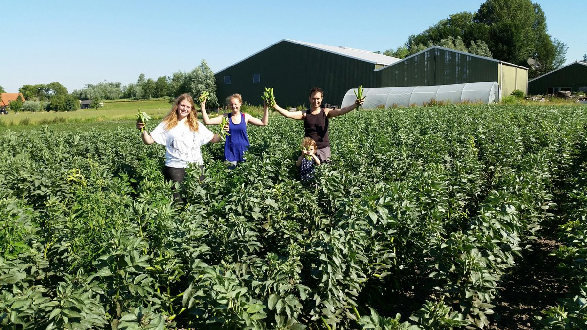 Kievit-plukteam heeft vroeg voor de grote warmte bosbietjes en tuinbonen geoogst! Jongste Kievitkuiken doet ook mee.