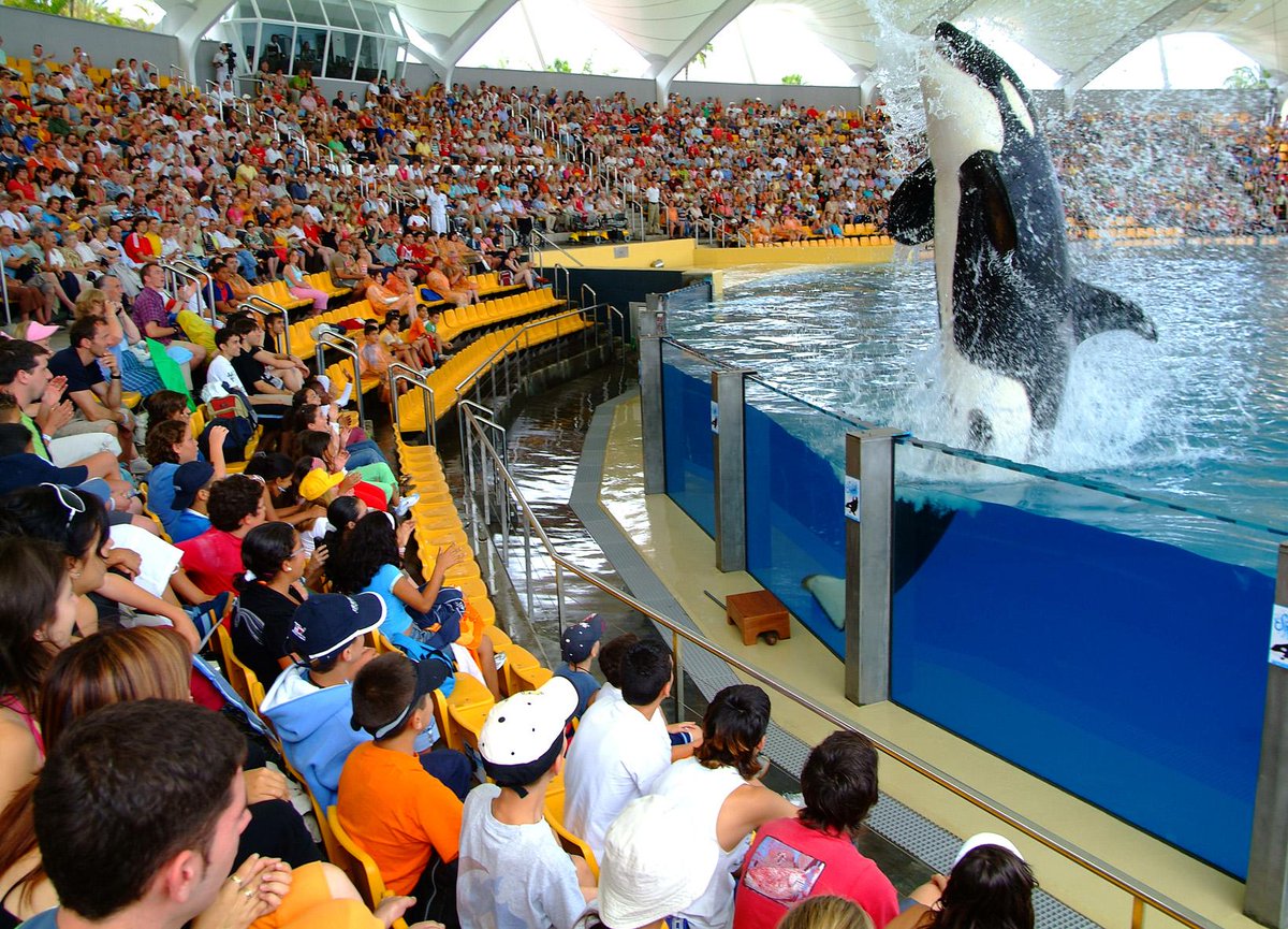 MareNostrumRsrt's tweet image. ¡¡¡Reserva en nuestro #Infocenter tu excursión al Loro Parque!!! #naturaleza #LoroParque #Excursion #MNR