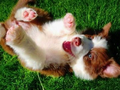 puppypixfiesta's tweet photo. http://t.co/IrqjbuJKqg