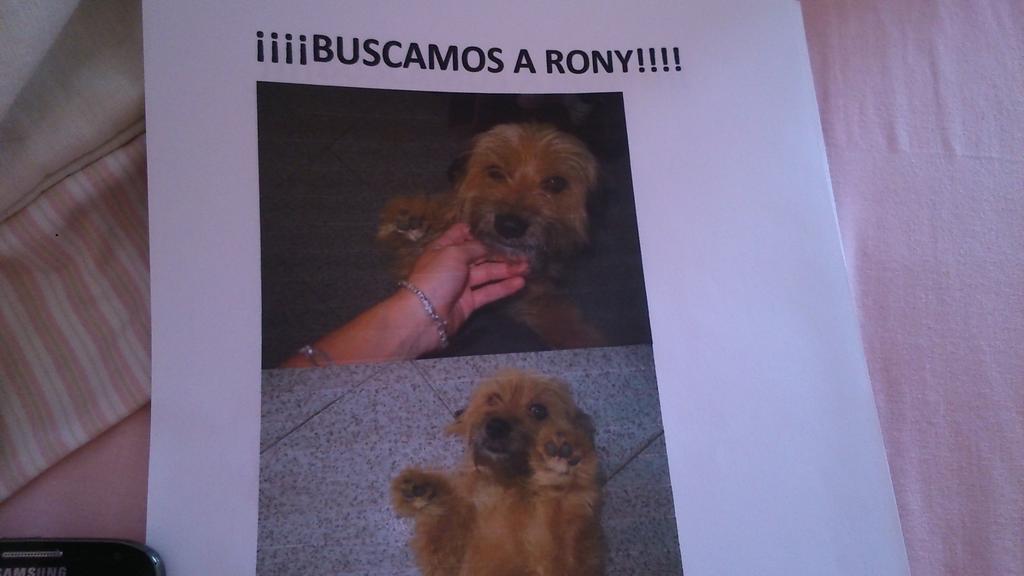 Cynthia__So's tweet photo. Perro perdido en rincón de la victoria difusión @protemalaga http://t.co/eliTrDZlrU