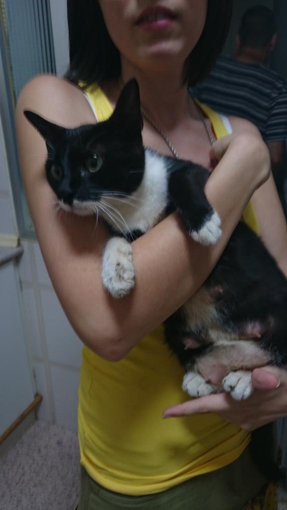 Rocio93ct's tweet photo. Esta gatita busca un hogar, no podemos tenerla porque mis otros gatos no la aceptan,  es cariñosa y casera. URGENTE http://t.co/AoffI8btGh