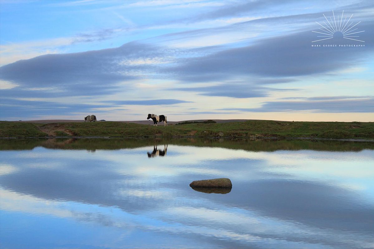 @dartmoornpa @activedartmoor #Dartmoor ponies near Sharpitor.  markgeorgephotography.co.uk