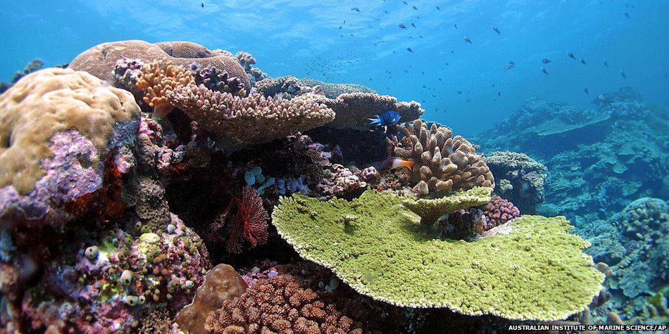 BBCNewsAus's tweet photo. Relief in Queensland as #GreatBarrierReef kept off Unesco "danger" list http://t.co/SZa89QgRnN http://t.co/bWDHxf7his