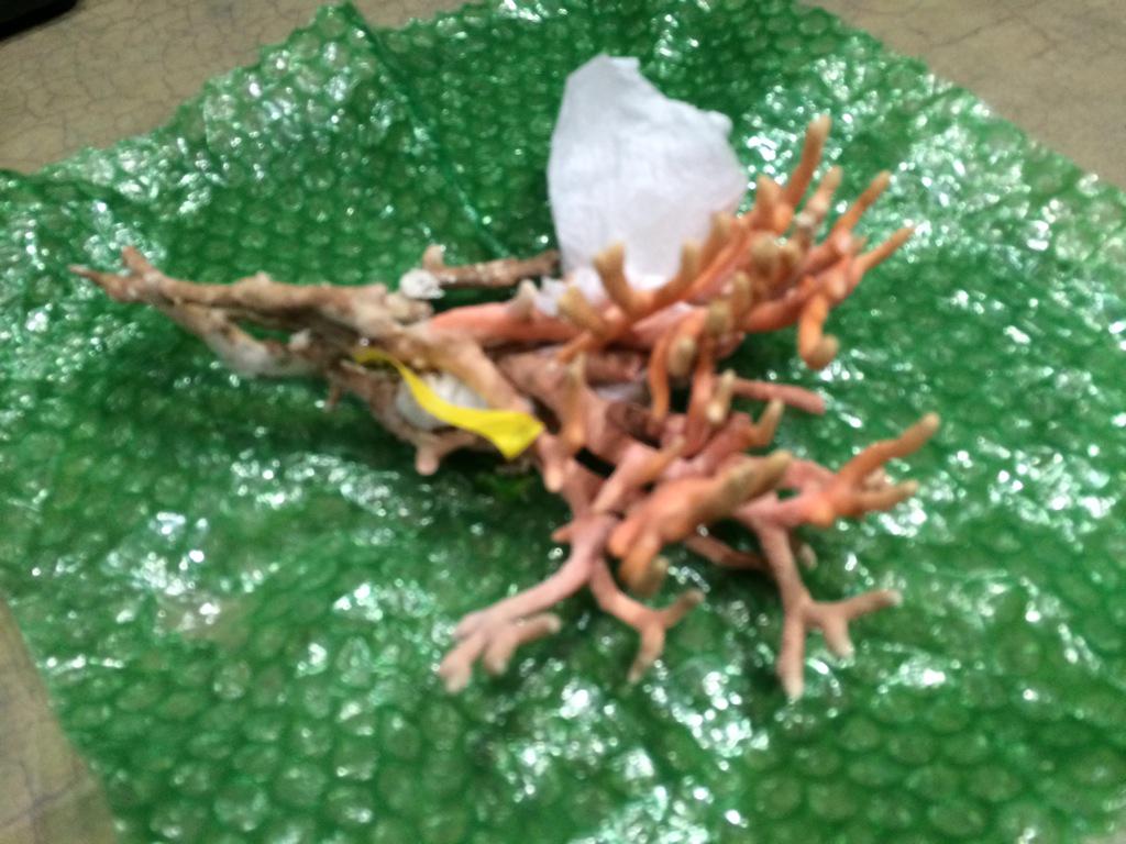 bethruyak's tweet photo. Dr. Amy Wagner's deep sea corals. http://t.co/xAxqDuPNIW