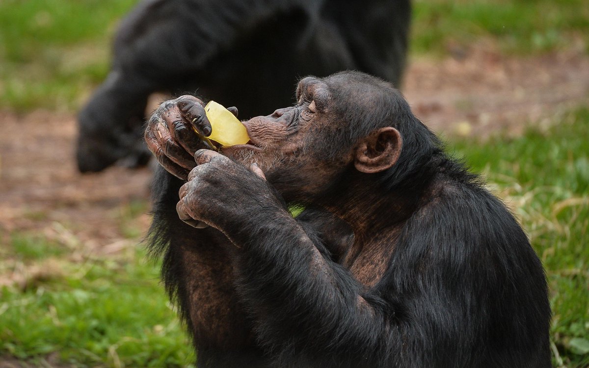 chesterzoo's tweet photo. Feelin' hot, hot, hot! http://t.co/zxpJ12PXd2