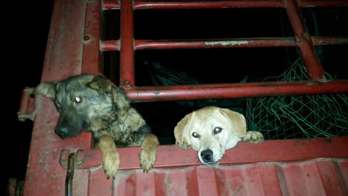 humaneworldnews's tweet photo. BREAKING: More than 400 dogs rescued from slaughter in Yunnan, China by activists. HSI initiated &amp; coordinated rescue http://t.co/l1slIcMWVx