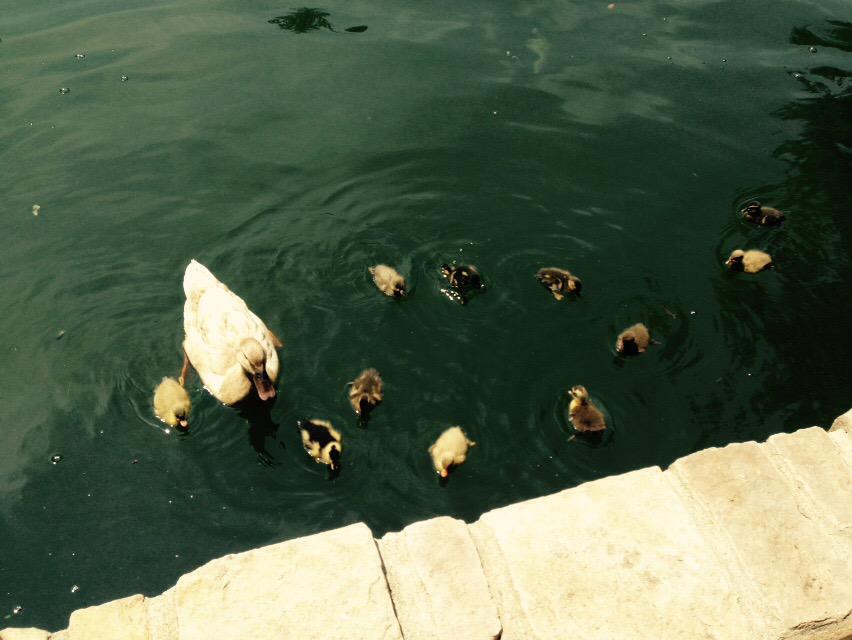 MirrorLakeDucks's tweet photo. Come by to meet the latest addition to the fam! http://t.co/cP8O26AKR0