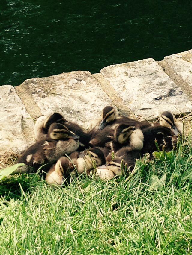 MirrorLakeDucks's tweet photo. Wishing I could take a mid-day nap too! http://t.co/q4UmDxGOtz