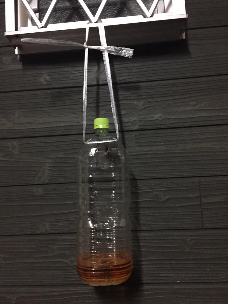 ハエの退治方法丨ペットボトルとめんつゆを使ったやり方が効果抜群 知恵ペディア