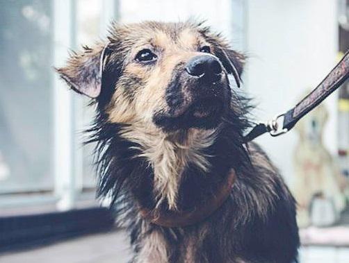 Cão em Quadrinhos (@caoemquadrinhos) on Twitter photo Penélope precisa de um lar!Tem cerca de 1 ano e será castrada! Informações falecom@amizadenaosecompra.com.br! #adote Penélope precisa de um lar!Tem cerca de 1 ano e será castrada! Informações falecom@amizadenaosecompra.com.br! #adote