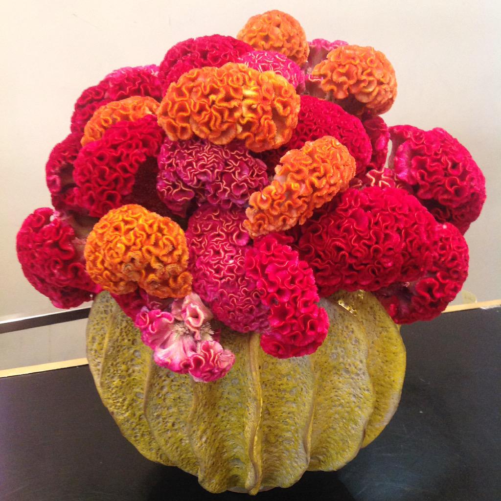 LoveAFH's tweet photo. Our brain child #funinthesun #celosia #beautifulday #londonflorist #brights #loveafh http://t.co/376FjRcR3G
