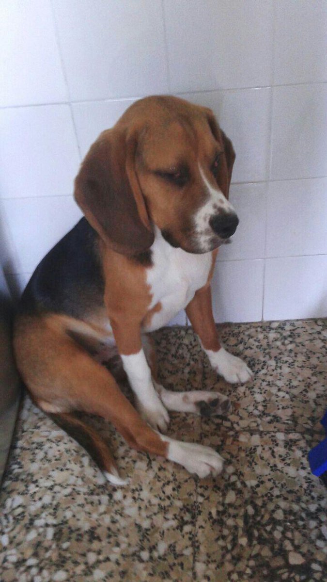 REFUGIOLACANDEL's tweet photo. #CASOEXTERNO #YULIAM BEAGLE DE 7 MESES, SU FAMILIA TIENE QUE IRSE ¡AYUDA! http://t.co/HASuAqK1Sg