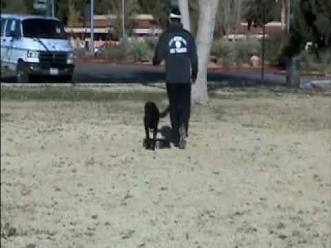 DogOwnerDaily tweet picture
