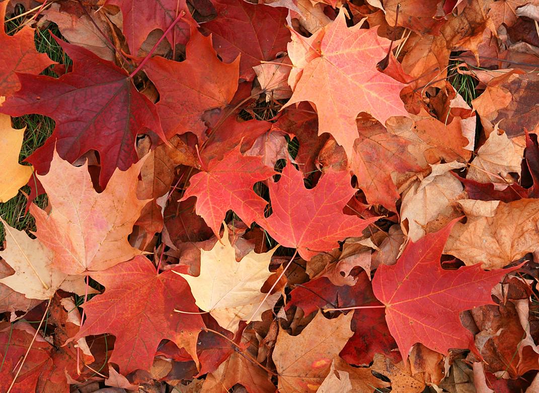 Travel_boomer's tweet image. 10 fun facts about #Canada wp.me/p3TW9s-wg #CanadaDay #CanadaDay2015 #country