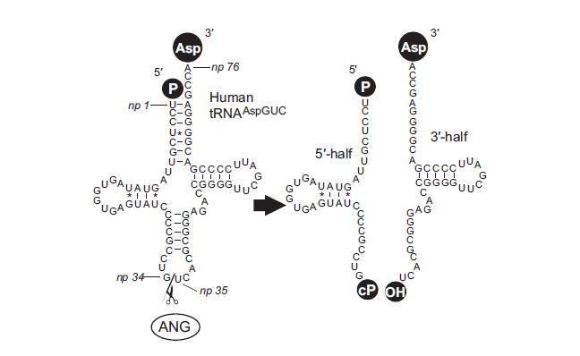 RNASeqBlog's tweet image. New Family of #SmallRNAs Boosts Cell Proliferation in #Cancer - go.shr.lc/1INB3eh