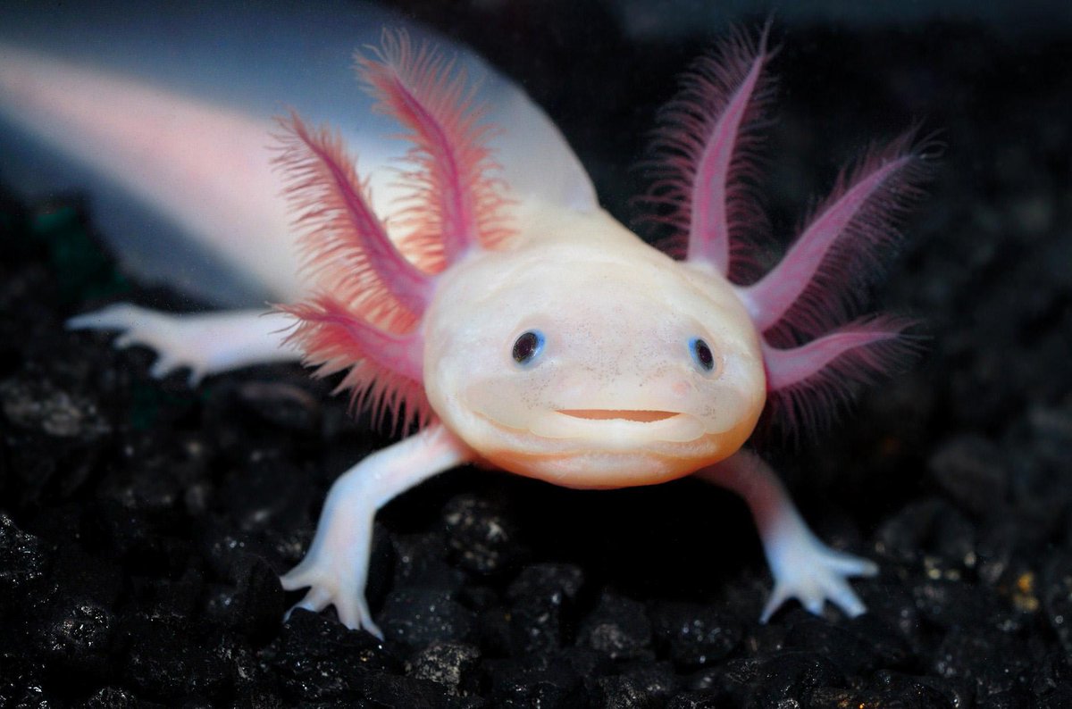 MongabayID's tweet photo. 7 hewan yang mungkin tak pernah anda lihat. Yang no. 7 sungguh mengejutkan http://t.co/cEmvETBt5X http://t.co/E82Qolp7CV @infosumbar
