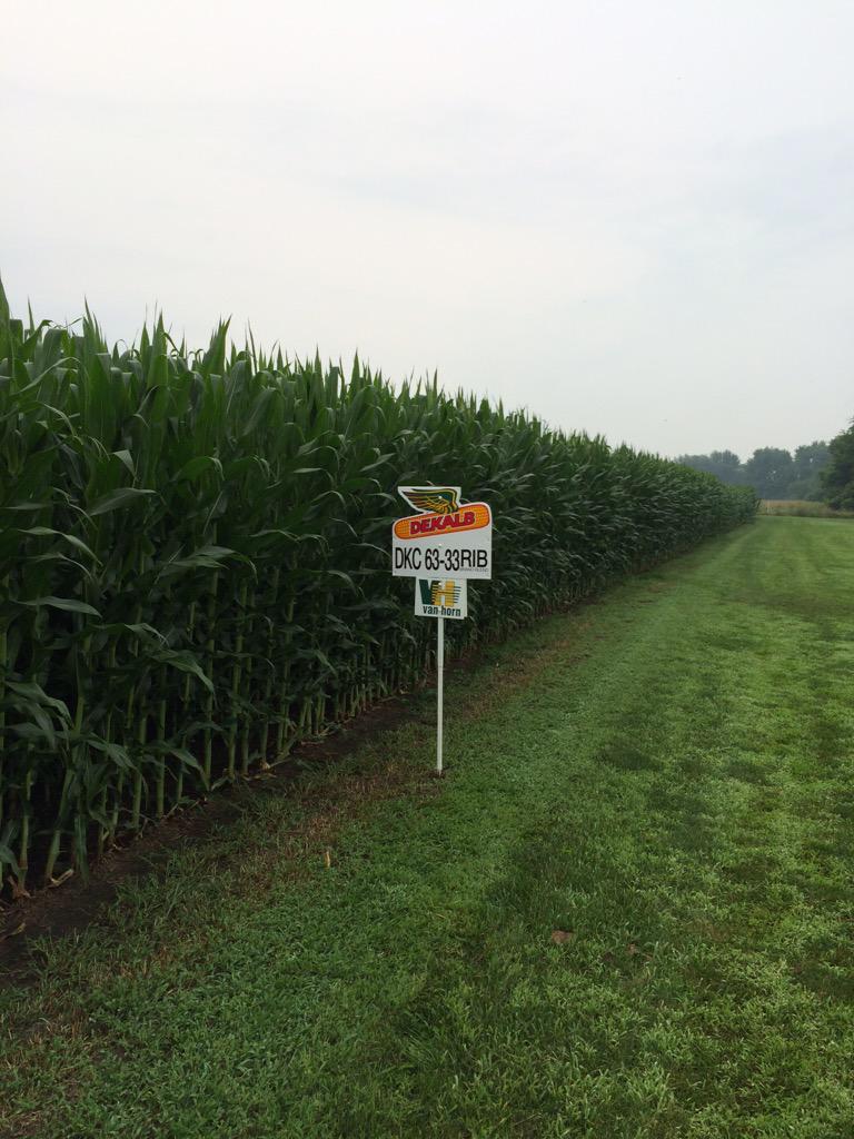 Tassels peeking out on this beautiful field of DKC 63-33! <a href="/Asgrow_DEKALB/">DEKALB Asgrow Seed</a> @VanHornInc