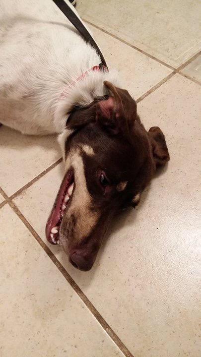 Sabores de México tweet media