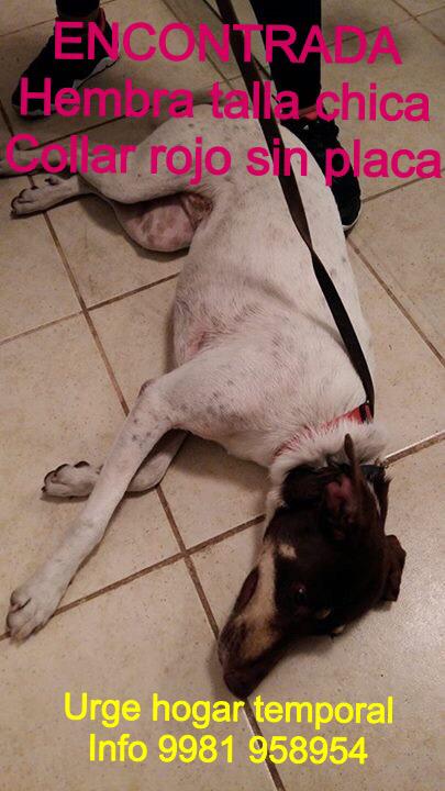 Sabores de México tweet media