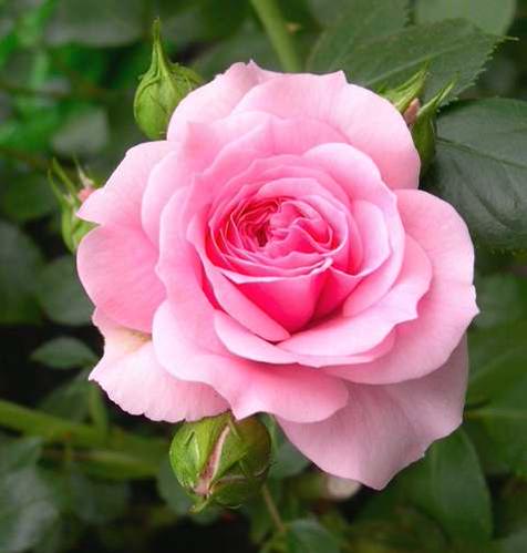 UN FIORE PER UN FIORE,  AUGURI PER I TUOI DOLCISSIMI 17 ANNI, HAPPY BIRTHDAY HOLLIE STEEL, YOUR GREAT FAN, ORSO 
