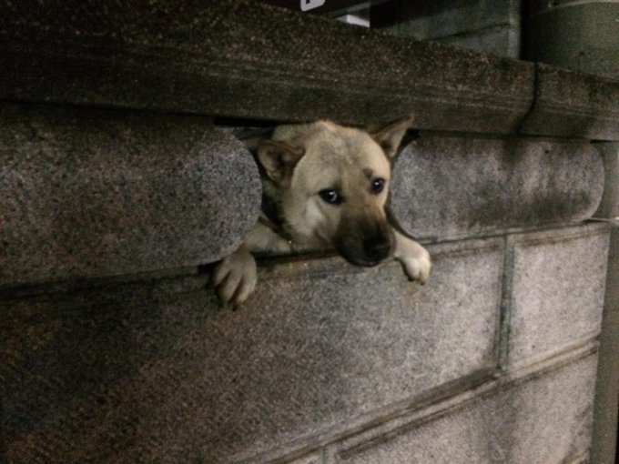 ちょ 壁から 犬 が生えてるんだけどｗ Matomehub まとめハブ