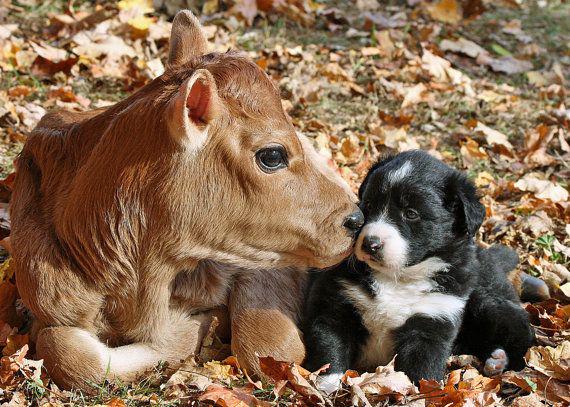 FG's Pinterest photo of the day-the simple wonders of the farm...pinterest.com/pin/3949094610… #farmanimals #animals #cute