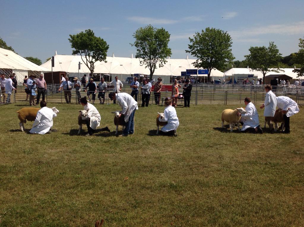 BBCNorfolk's tweet image. Some of this afternoon's @norfolkshow photos in the sunshine!