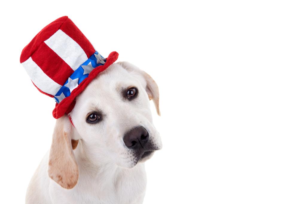 Beware of BBQ food that is dangerous to dogs fordogloversonly.wordpress.com/2015/07/01/bew…