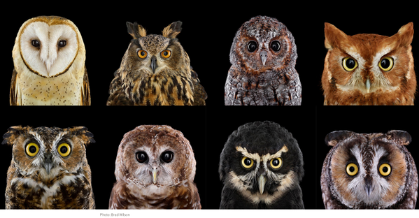 audubonsociety's tweet photo. Whooo loves owls? http://t.co/0daYEMSGVC http://t.co/K7I25jFYCB