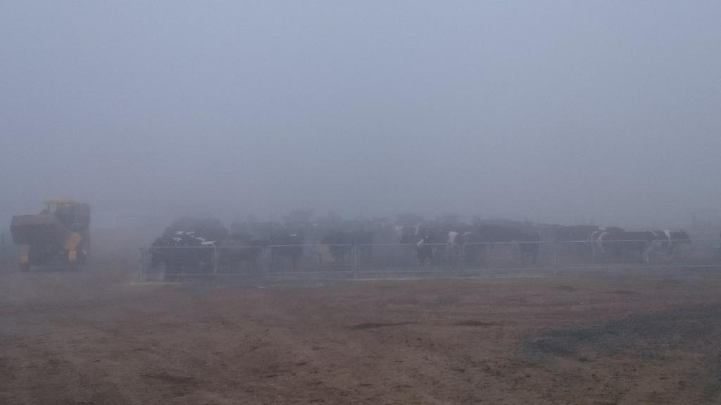 agent_186's tweet photo. Pea soup is on the menu at my farm today. #Waikato http://t.co/XuY4Cj4eUT