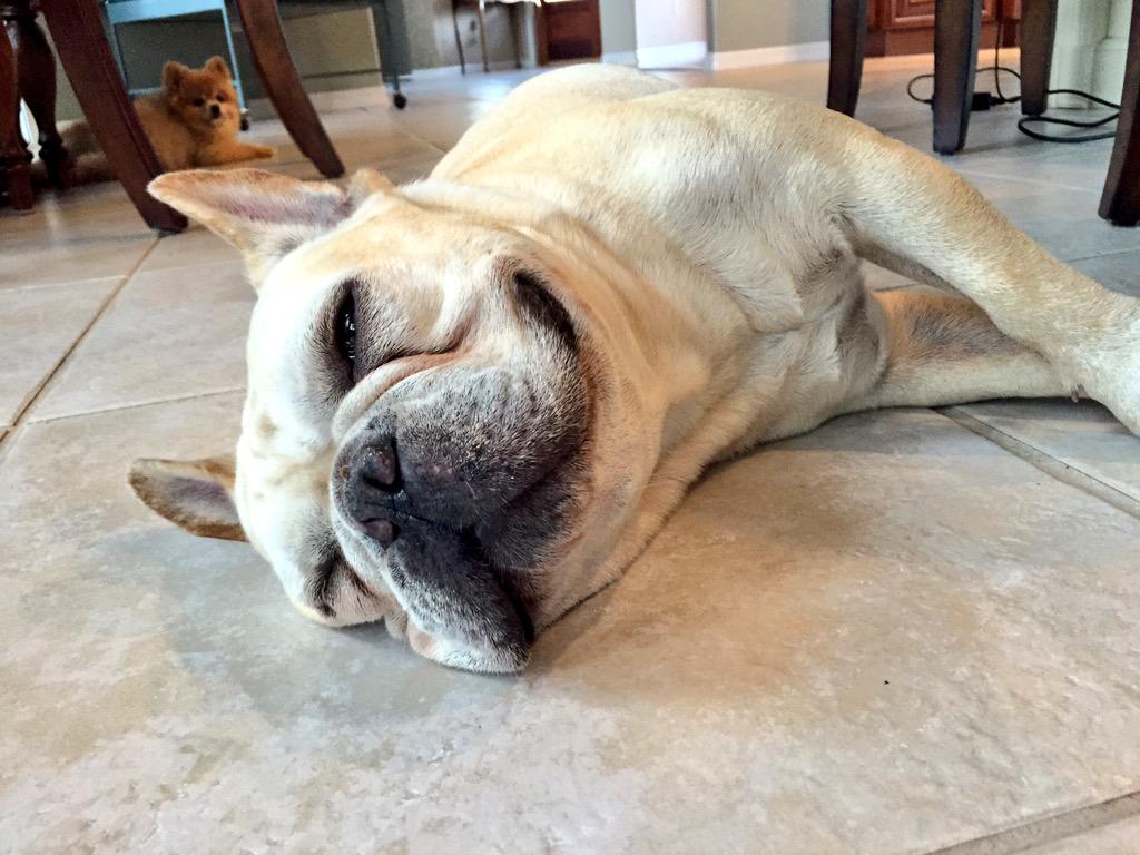 Shawzyy's tweet image. Artie farted 💨 out loud 4 times while I was on an important phone call #prplremote #workfromhomefail