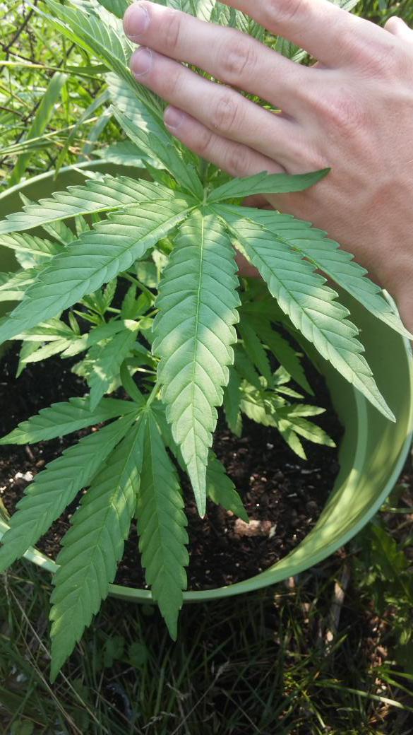 basturd__'s tweet photo. Grow my lovelies. Grow. http://t.co/KOfStPr5aE