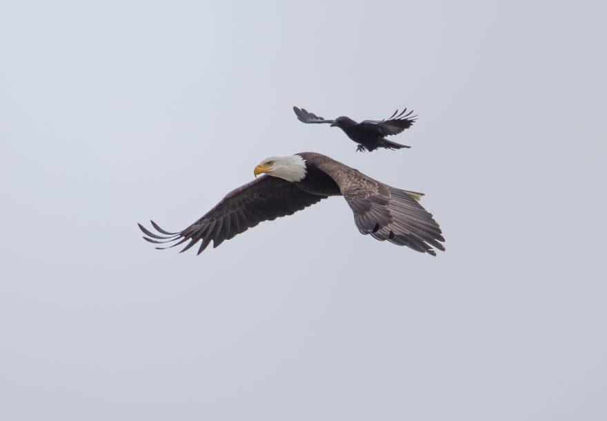 allpeim's tweet photo. Un cuervo atrevido descansando en un águila calva, en pleno vuelo: Esta increíble serie de... http://t.co/sqL6jXHLce http://t.co/2aJdsiwQ9f