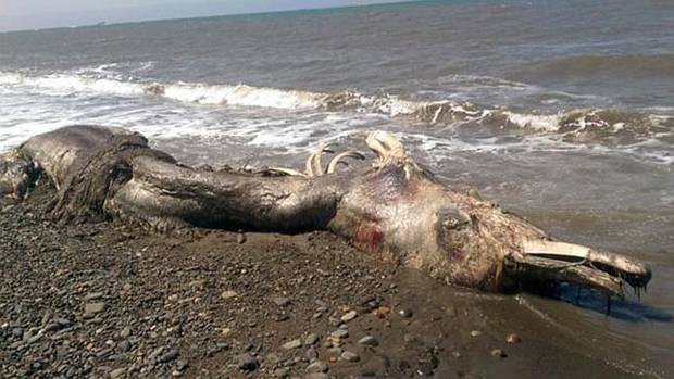 Independent's tweet photo. 'Hairy sea mutant' on Russian beach baffles scientists http://t.co/V0UtlWcq9T http://t.co/4hxDaObszz