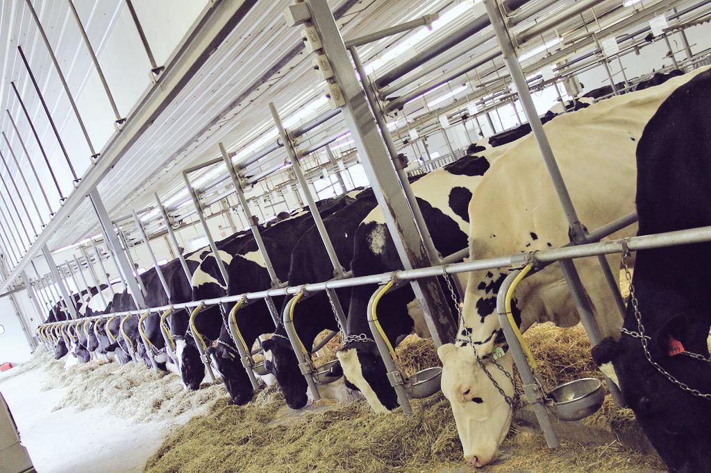 Happy National Ice Cream Month from the ladies at Arethusa Farm #IceCream #NationalIceCreamMonth #ArethusaFarm