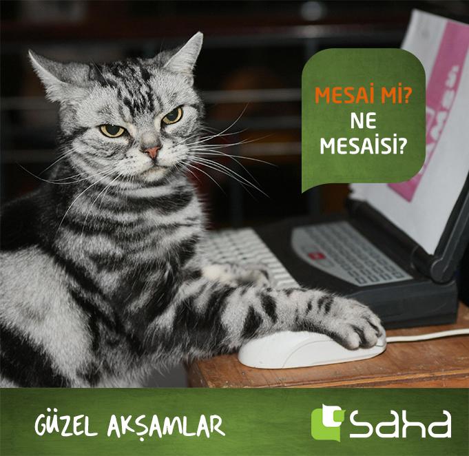 Sahadayiz tweet picture