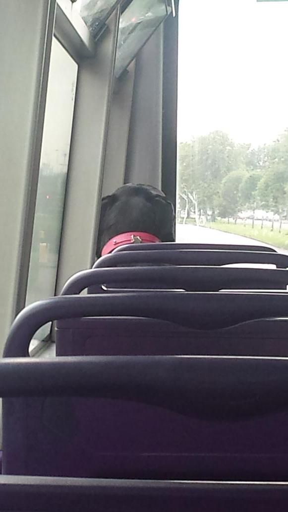LiamMcLaughlan's tweet photo. @LiamMcLaughlan exhibit a- the dug. http://t.co/EzkDakoXUZ