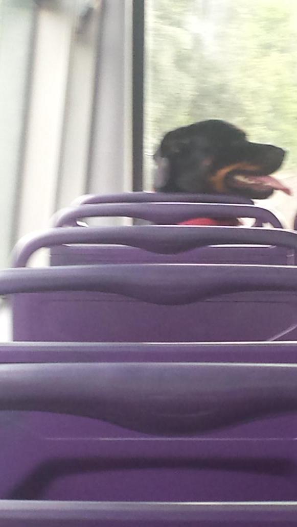 LiamMcLaughlan's tweet photo. @LiamMcLaughlan "This bus go into the town big man?" http://t.co/arAomFLRhl