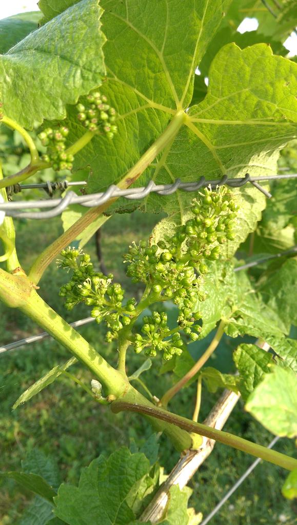 And so flowering begins! Come, see and learn on a vineyard tour this week every day at 2pm uppertonvineyards.co.uk/public_html/sh…