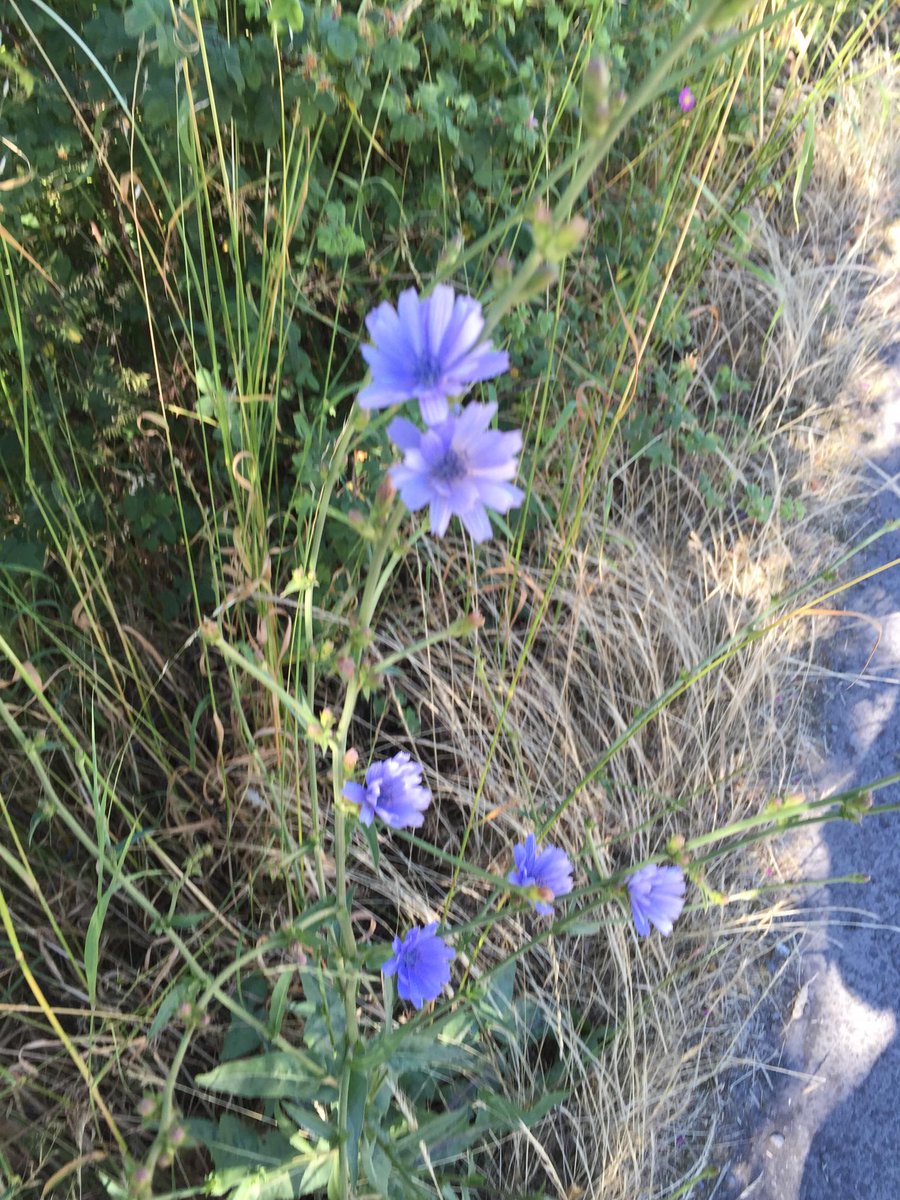 Chickory=resilient beauty! Iridescence by the roadside. Morning boldness then shyn.... tmi.me/1f6hkj
